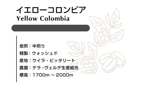 イエローコロンビア　ウォシュド 100ｇ