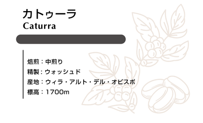 カトゥーラ　ウォシュド 100ｇ